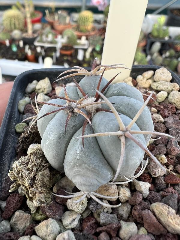 Echinocactus_horizonthalonius_Cinco_de_Mayo_Coah.jpeg